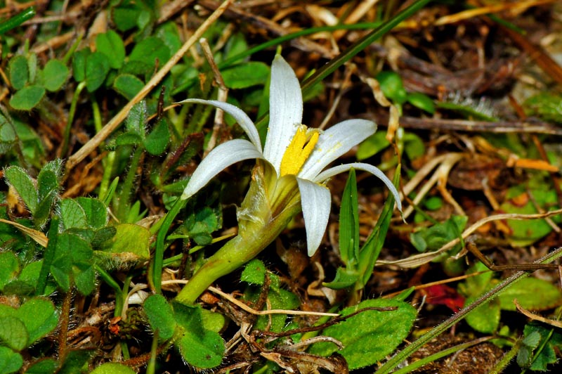 Sardegna: Romulea columnae Sebast. & Mauri